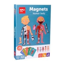 Magnets The Human Body 63/Pack - Apli